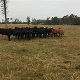 Cattle Haulers Salary Photos