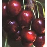 Bing Semi Dwarf Cherry Tree Images