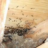 Does Borax Kill Carpenter Ants Photos