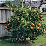 Images of Citrus Tree Fertilizer Schedule