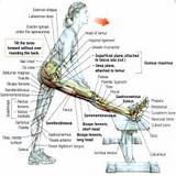Images of Hamstring Muscle Exercise