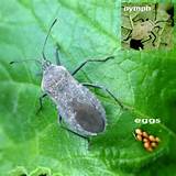 Photos of Squash Bug Control