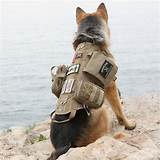 Pictures of Service Dog Vest Amazon