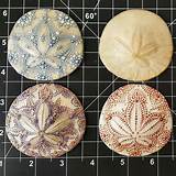 Images of How Do You Clean Sand Dollars