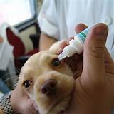 Dog Eye Medication Infection Images