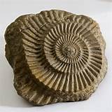 Pictures of Fossils Pictures