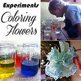 Food Coloring Flowers Information