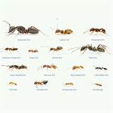 Types Of Carpenter Ants Pictures