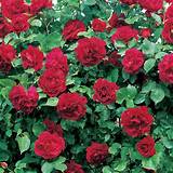 Most Fragrant Climbing Roses Pictures