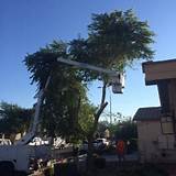 Tree Service Chandler Az Photos