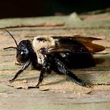 Pictures of Images Of Carpenter Bees