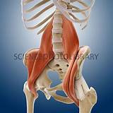 Youtube Psoas Muscle Exercises