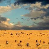 Africa Safari Tour Packages