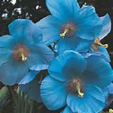 Blue Poppy Flowers Pictures Photos