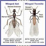 Differences Between Termites And Ants Pictures