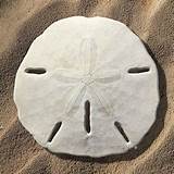 Images of Sand Dollar Print