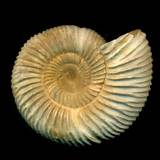 Are Fossils Common