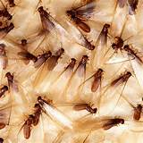 Termites With Wings In Bathroom