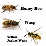 Images of Wasp Yellow Jacket Hornet