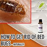 Essential Oils To Get Rid Of Bed Bugs Images