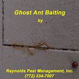Reynolds Termite Control Images