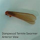 Termite Swarmers Treatment Images