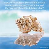 Images of Seashell Quotes