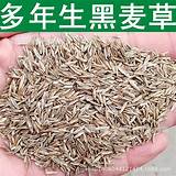 Pictures of Cheap Rye Grass Seed