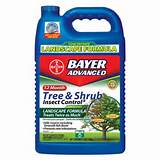 Photos of Tree And Shrub Insect Control