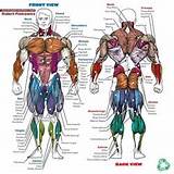 Muscle Exercises Diagram Pictures