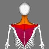 Images of Trapezius Muscle Exercise