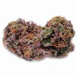 Pictures of Craigslist Marijuana Seeds