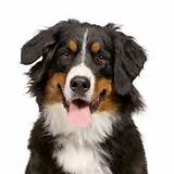 Images of Dog Medical Insurance