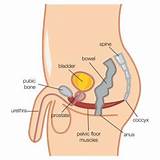 Anatomy Of Male Pelvic Floor Muscles Images