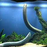 Pictures of Electric Eel For Sale