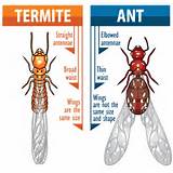 Images of Termite Vs Winged Ant