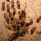 Termite Application