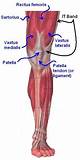 Sartorius Muscle Injury Exercises Images