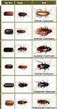 Cockroach Varieties