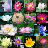 Lotus Flower Pond Plant Images