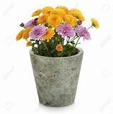 A Flower Pot Images