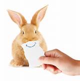 Rabbit Pet Insurance Photos