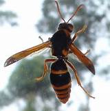 Giant Wasp Pictures