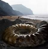 Images of Jurassic Coast Fossils