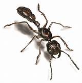 Pictures of Another Name For White Ants