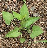 Bindweed Control Garden Photos