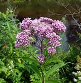 Weed With Pink Flowers Pictures