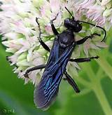 Pictures of Great Black Wasp