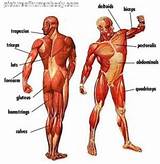 Muscle Exercises Names Images