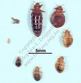 Pictures of What To Do After Bed Bug Treatment